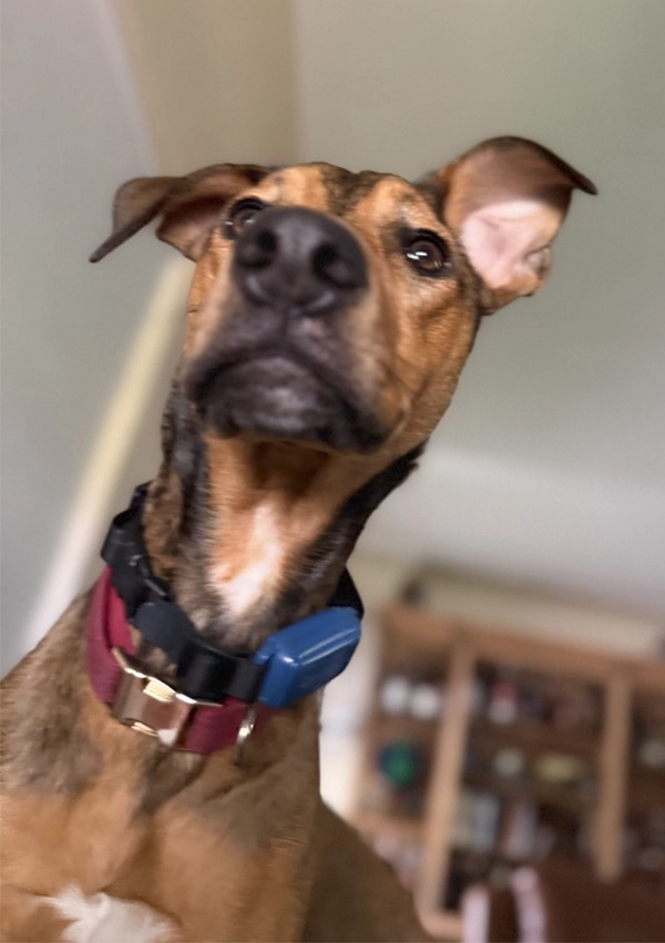 A brown dog is looking over and past the camera. He's part Malinois for sure and likely a Doberman mix with pointy but floppy ears and black features with some white on his chest.